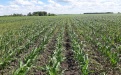  Цицерон на защите кукурузы - Image preview 7