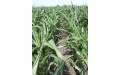  Цицерон на защите кукурузы - Image preview 8