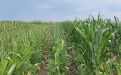 Кукуруза под надёжной защитой Арбалета, С.Э. - Image preview 2