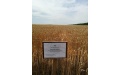 Отзыв по итогам опыта на озимой пшенице - Image preview 2
