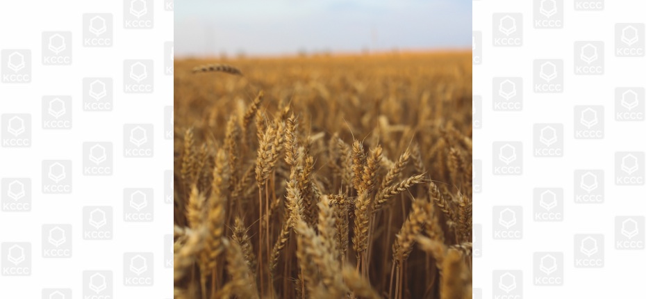 Озимая пшеница – нелегкий путь 22-23 года - ООО ТД Кирово-Чепецкая Химическая Компания
