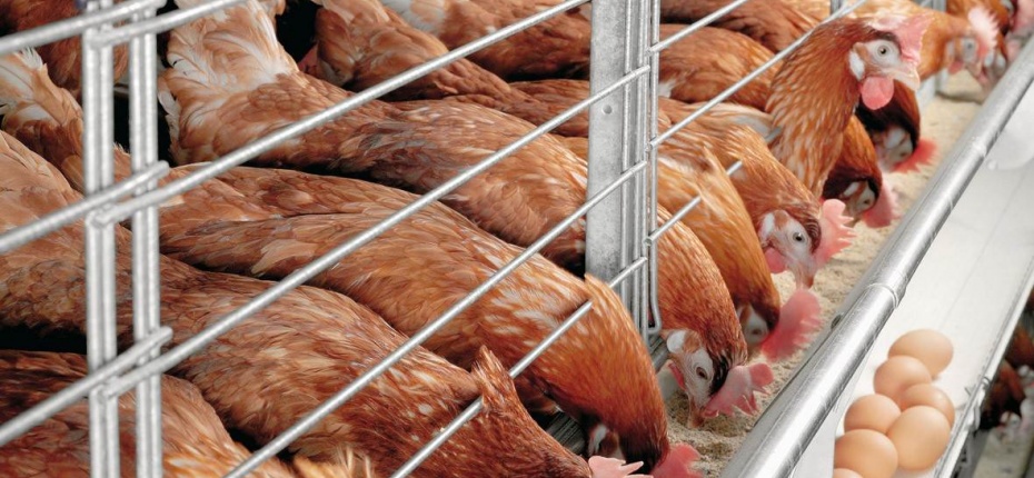 В ООО «Челны-Бройлер» будет запущен новый комплекс по переработке куриного мяса мощностью 144 тонны в сутки - ООО ТД Кирово-Чепецкая Химическая Компания