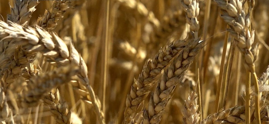 Размер семян озимой пшеницы имеет важное значение - ООО ТД Кирово-Чепецкая Химическая Компания