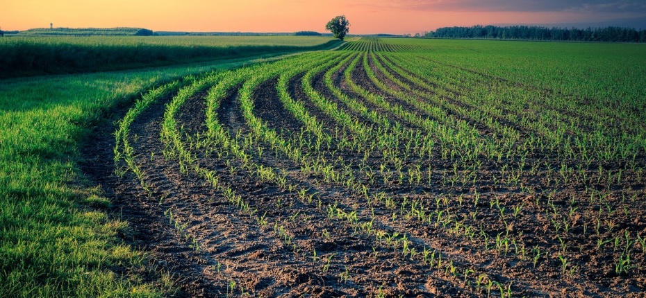 Общая площадь под зерновыми и зернобобовыми культурами в этом году может увеличиться на 0,5% - ООО ТД Кирово-Чепецкая Химическая Компания