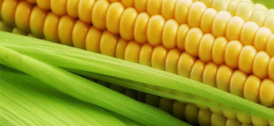Селекционеры из Вьетнама создали новый сорт сладкой кукурузы - ООО ТД Кирово-Чепецкая Химическая Компания