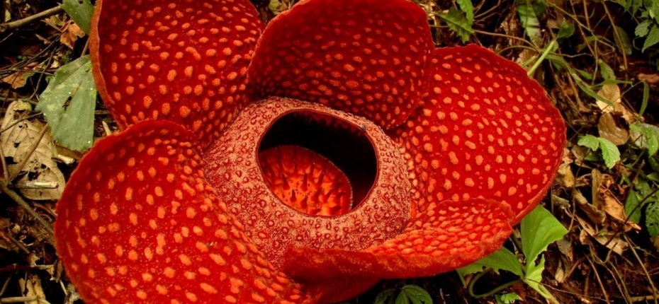 Самый большой в мире цветок - ООО ТД Кирово-Чепецкая Химическая Компания