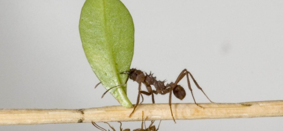 Разные виды муравьев могут сотрудничать - ООО ТД Кирово-Чепецкая Химическая Компания