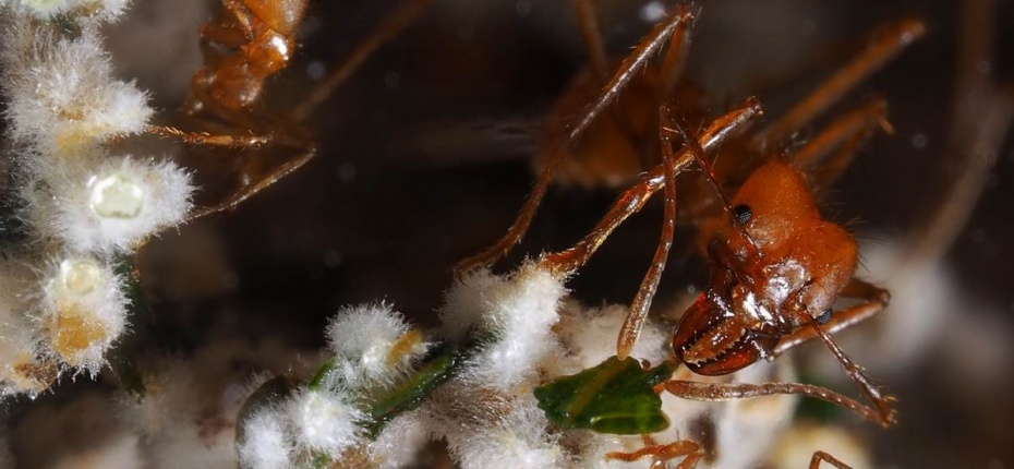 Разные виды муравьев могут сотрудничать - ООО ТД Кирово-Чепецкая Химическая Компания