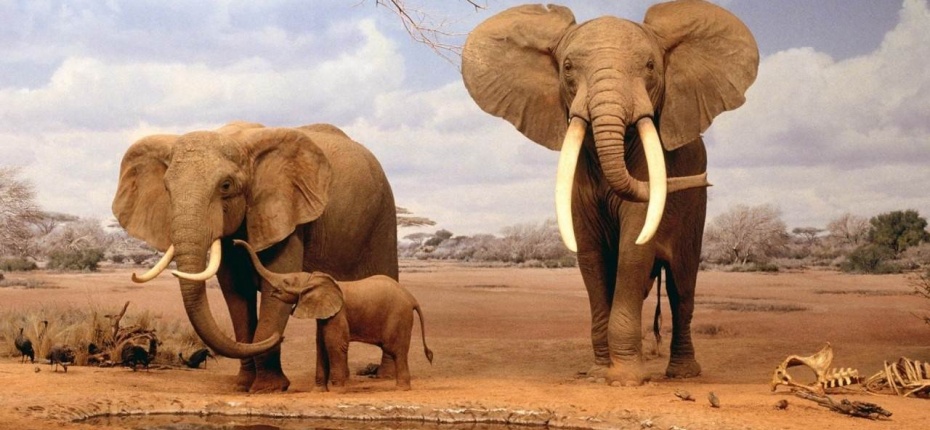 Африканские слоны - ООО ТД Кирово-Чепецкая Химическая Компания