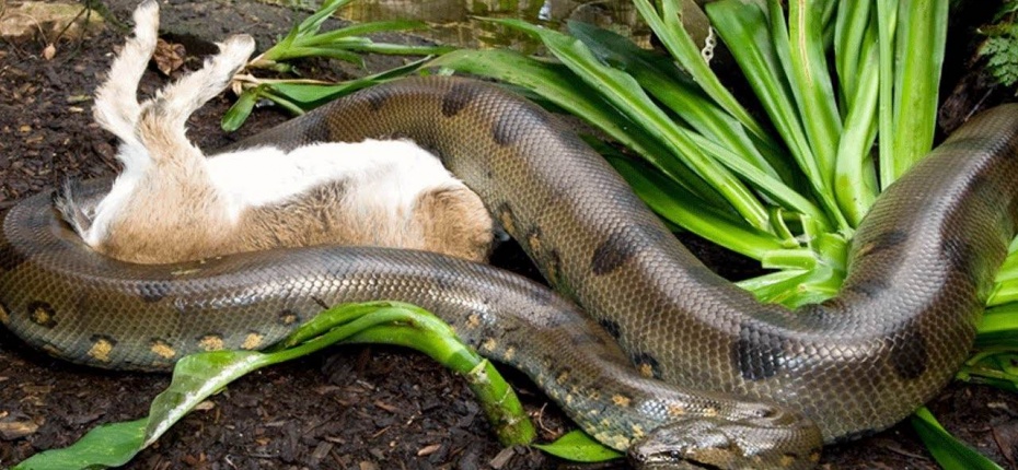 Анаконда — самая большая змея - ООО ТД Кирово-Чепецкая Химическая Компания