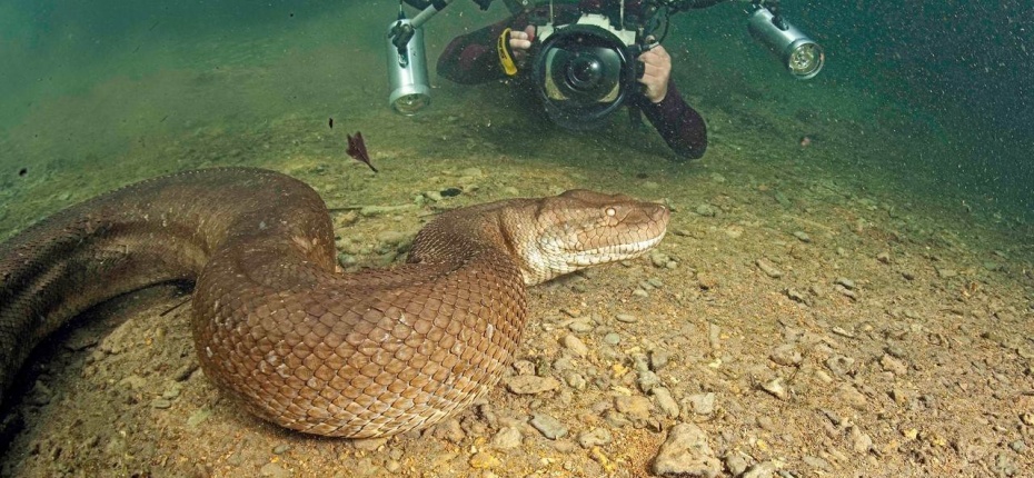 Анаконда — самая большая змея - ООО ТД Кирово-Чепецкая Химическая Компания