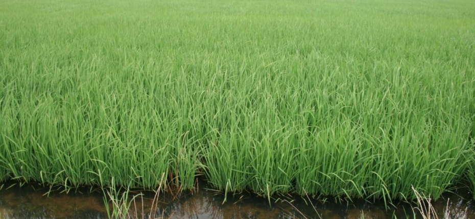 Почему рис выращивают на затапливаемых полях - ООО ТД Кирово-Чепецкая Химическая Компания