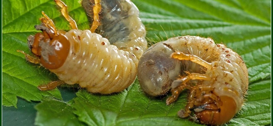 Как выглядит личинка майского жука. Личинка майского жука. Личинка медведки фото и майского жука. Личинки майских Жуков фото.