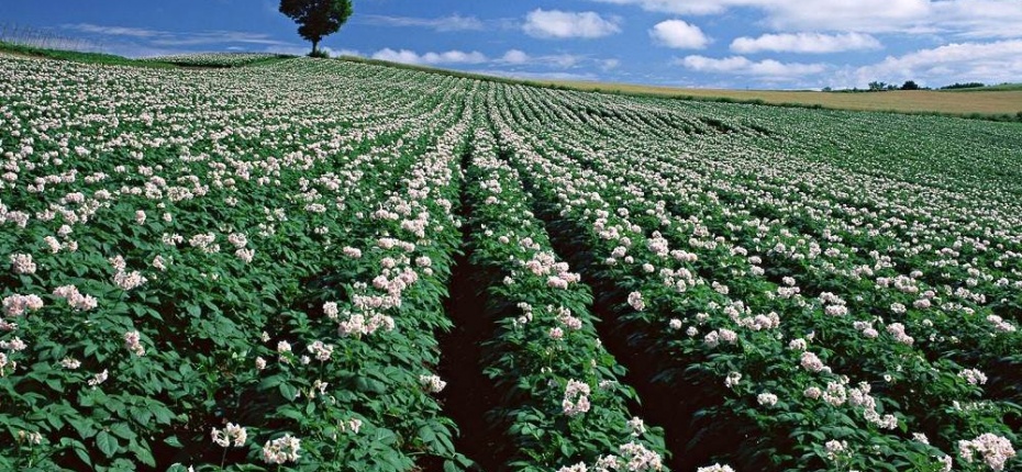 Какими пестицидами защищают картофельные поля - ООО ТД Кирово-Чепецкая Химическая Компания