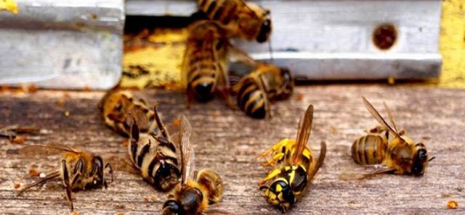 В Европе вымирают насекомые - ООО ТД Кирово-Чепецкая Химическая Компания