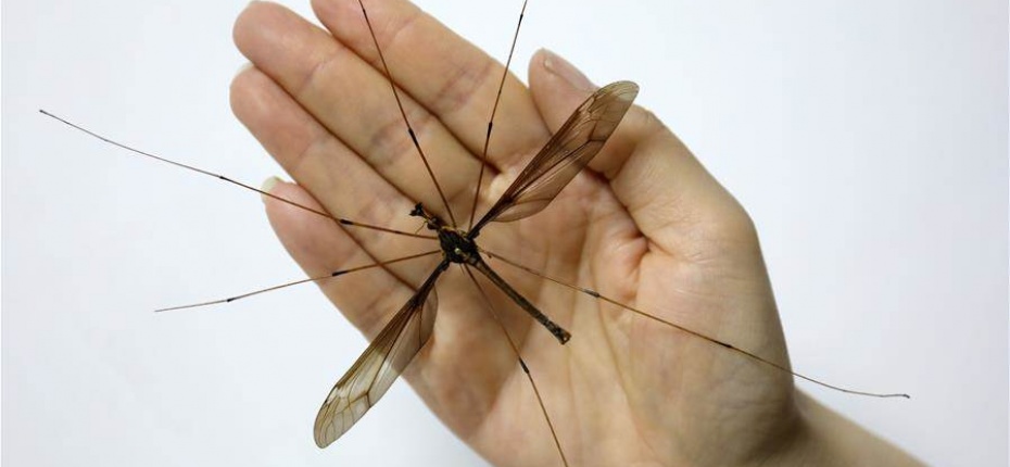 В китайской провинции Сычуань обнаружен гигантский комар - ООО ТД Кирово-Чепецкая Химическая Компания