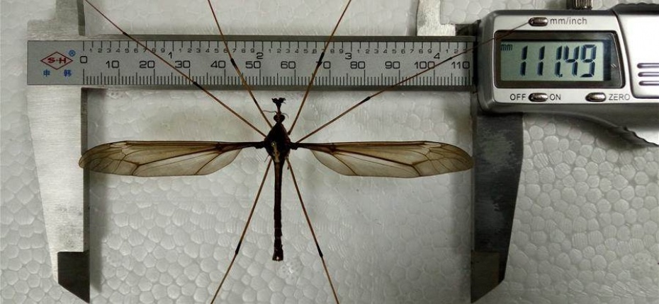В китайской провинции Сычуань обнаружен гигантский комар - ООО ТД Кирово-Чепецкая Химическая Компания