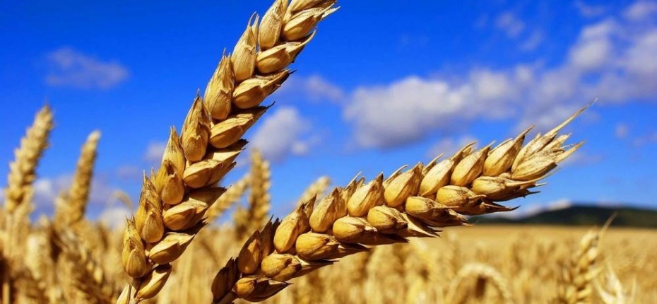 На планете ожидается хороший урожай пшеницы - ООО ТД Кирово-Чепецкая Химическая Компания