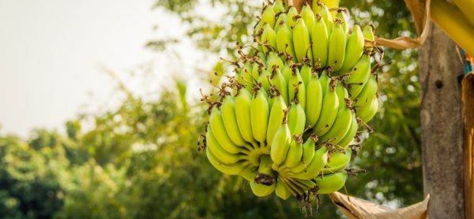В Японии выращивают холодоустойчивые бананы - ООО ТД Кирово-Чепецкая Химическая Компания