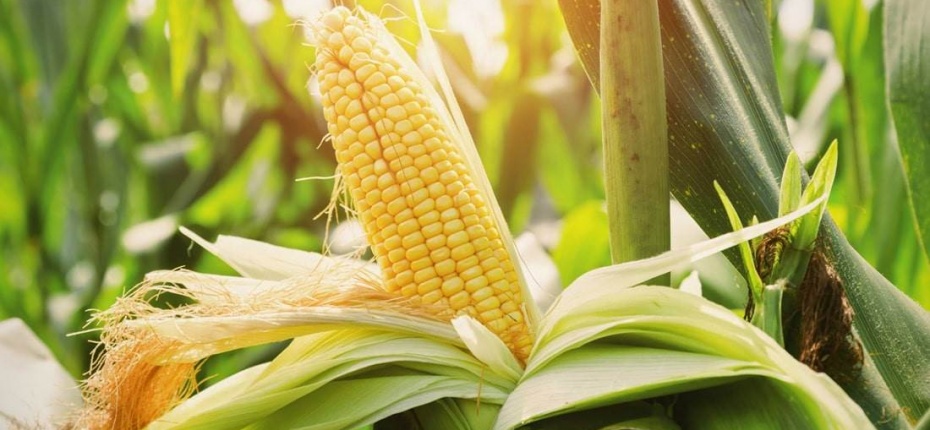 Ученые вывели высокоурожайную кукурузу, устойчивую к климатическим изменениям - ООО ТД Кирово-Чепецкая Химическая Компания