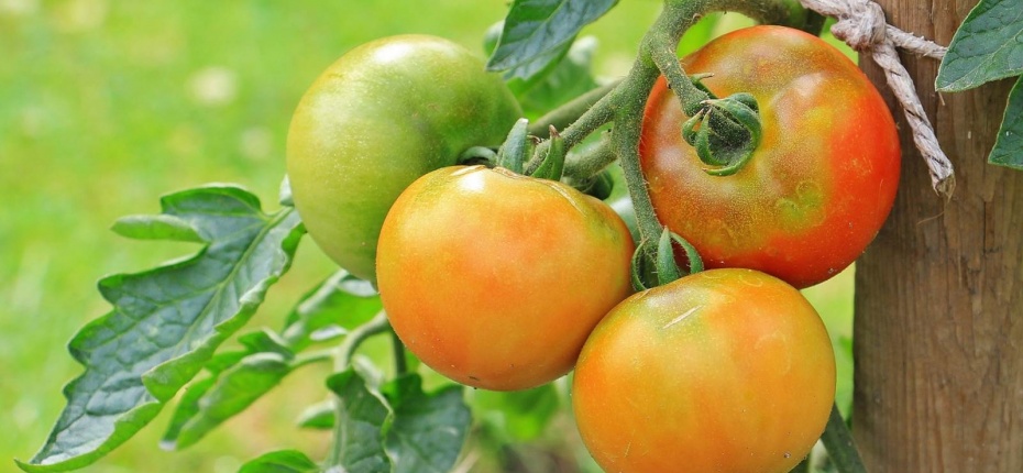 Нашли способ защитить томаты - ООО ТД Кирово-Чепецкая Химическая Компания
