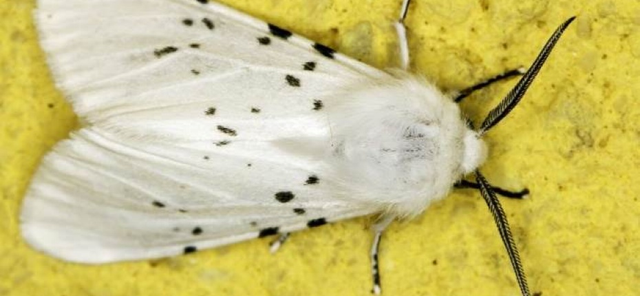 Американская белая бабочка – опасный вредитель - ООО ТД Кирово-Чепецкая Химическая Компания