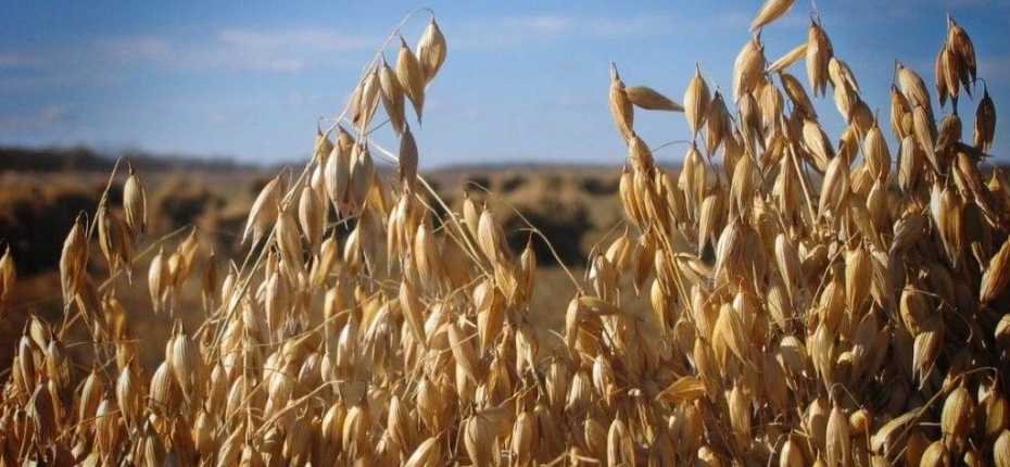 Новые сорта пшеницы и овса выводят в Кузбассе - ООО ТД Кирово-Чепецкая Химическая Компания