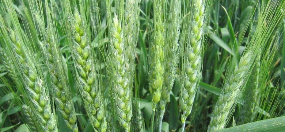 Грибы способствуют защите бобовых и пшеницы от тли - ООО ТД Кирово-Чепецкая Химическая Компания