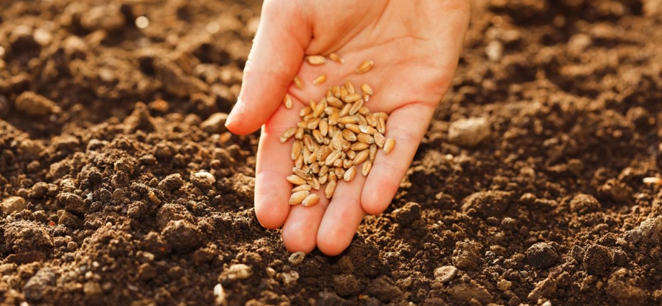 Семена могут получить «именное» удостоверение качества - ООО ТД Кирово-Чепецкая Химическая Компания