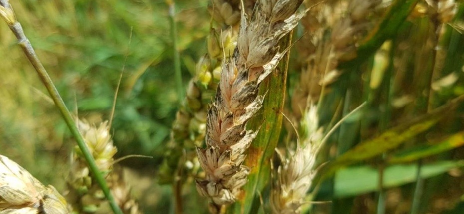 Контроль фузариоза на пшенице после кукурузы - ООО ТД Кирово-Чепецкая Химическая Компания