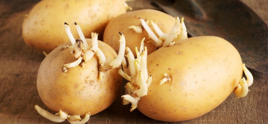 Как хранить картофель, чтобы он не прорастал - ООО ТД Кирово-Чепецкая Химическая Компания