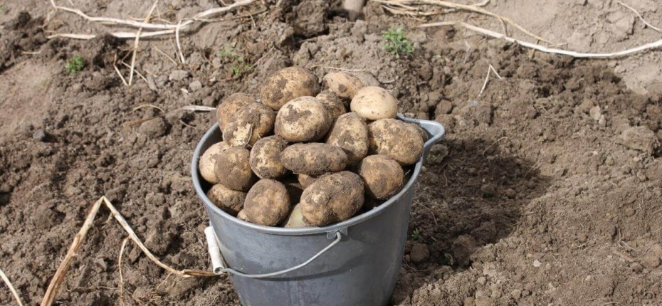 Способы восстановления земляного субстрата после длительного выращивания картофеля - ООО ТД Кирово-Чепецкая Химическая Компания