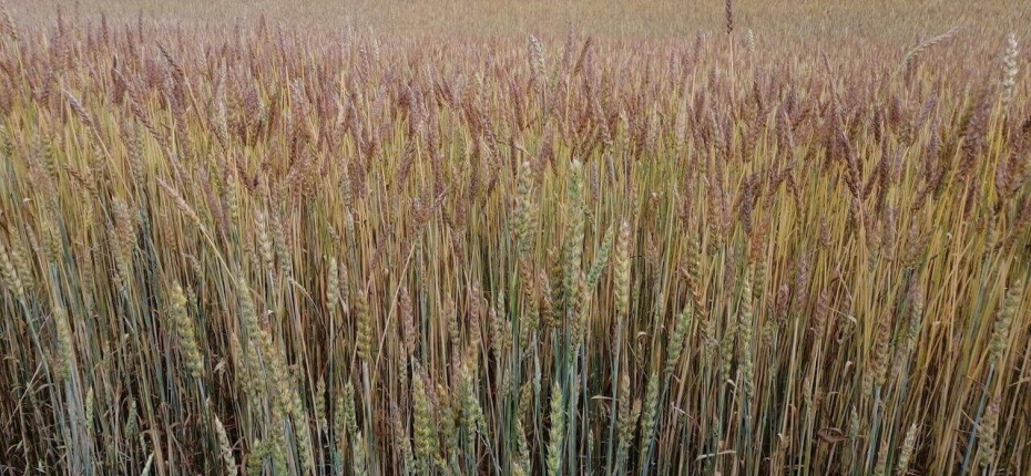 Применение Тайгер 100, КЭ на яровой пшенице - ООО ТД Кирово-Чепецкая Химическая Компания