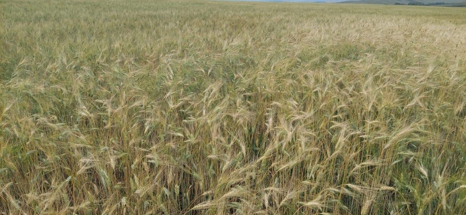 защита твердой пшеницы - ООО ТД Кирово-Чепецкая Химическая Компания