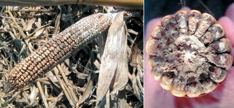 Диплодиоз кукурузы - Diplodia zeae Lev.
