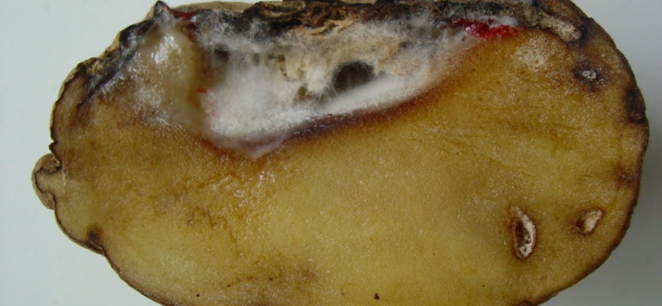 Фузариозное увядание картофеля - Fusarium oxysporum Schl.