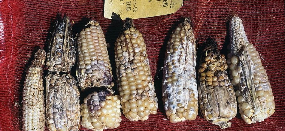Фузариоз початков кукурузы - Fusarium verticillioides (Sacc.) Nirenberg (=F. moniliforme J. Sheld., =Gibberella moniliformis Wineland)