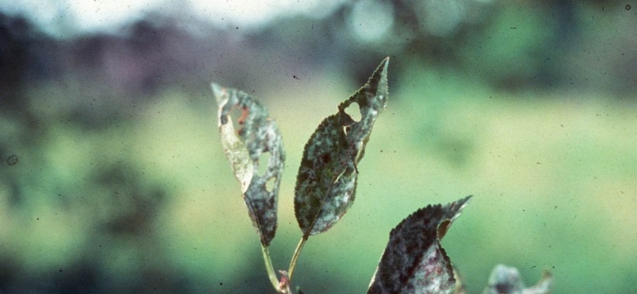 Мучнистая роса яблони - Podosphaera leucotricha Salm (анаморфа - Oidium farinosum)