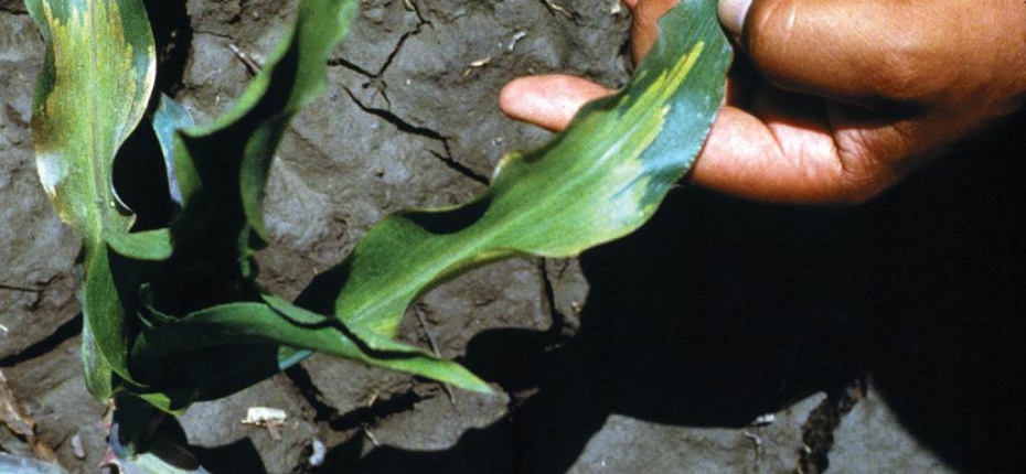 Склероспороз кукурузы - Sclerospora spp.