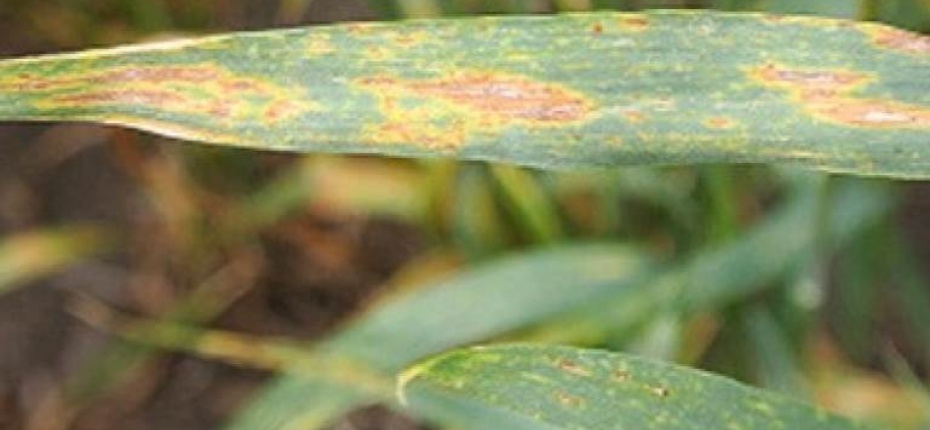 Септориоз листьев пшеницы - Septoria tritici Roberge in Desmaz. (бесполая стадия), Mycosphaerella graminicola (Fuckel) J. Schröt. In Cohn (половая стадия развития)