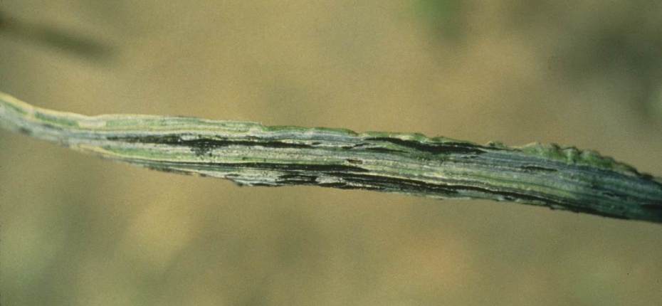Стеблевая головня пшеницы - Urocystis tritici Koern