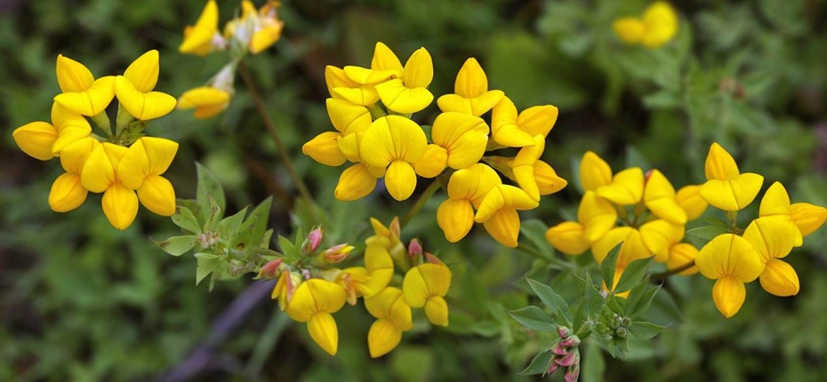 Lotus corniculatus L. - Лядвенец рогатый