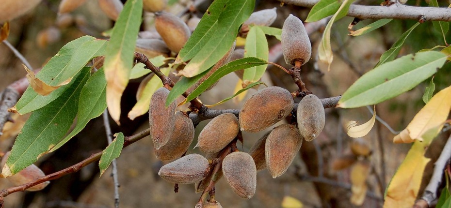 Миндаль - Prunus dulcis (Mill.) D.A.Webb