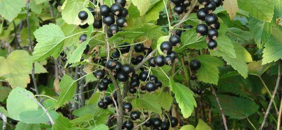Ribes nigrum L. - Смородина черная