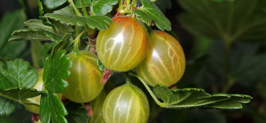 Ribes uva-crispa L. - Крыжовник обыкновенный