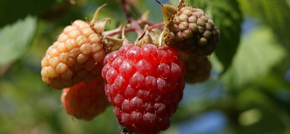 Rubus idaeus L. - Малина обыкновенная