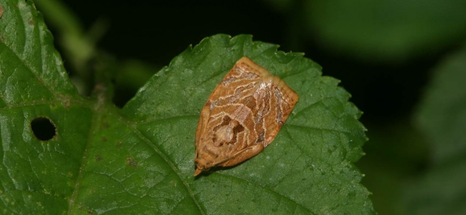 Сетчатая листовертка - Adoxophyes reticulana Hub.