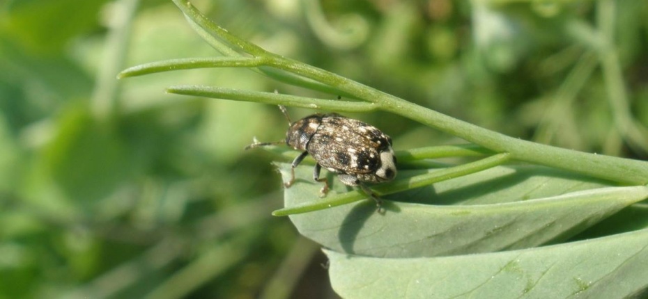 Гороховая зерновка - Bruchus pisorum L.