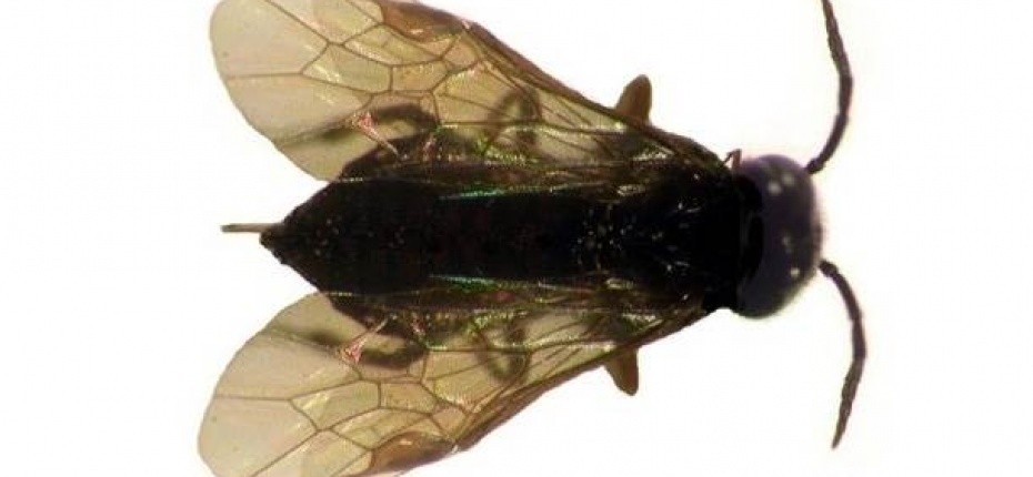 Вишнёвый слизистый пилильщик - Caliroa cerasi L.