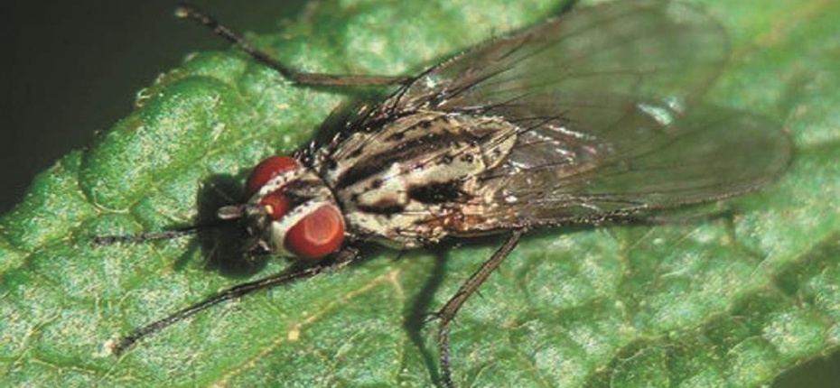 Ростковая муха - Delia platura (Meigen)